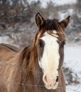 Winter portrait of a brown and white horse Royalty Free Stock Photo