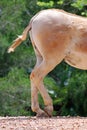 Horse with Injured Leg