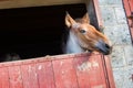 Horse inside red barn Royalty Free Stock Photo