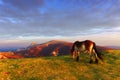 Horse in Ipergorta mountain with view of Gorbea Royalty Free Stock Photo