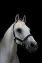 Horse isolated against black Royalty Free Stock Photo