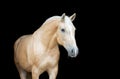 Palomino horse isolated on black backgtound. Royalty Free Stock Photo