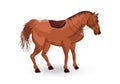 Horse isolated Vector. Detailed animal illustration Royalty Free Stock Photo