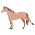 Horse isolated on a white background. Royalty Free Stock Photo