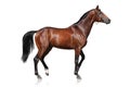 Horse isolated on white Royalty Free Stock Photo