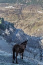 horse with its back to a mountainside looking down with a road in the background Royalty Free Stock Photo