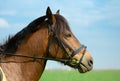 Horse with its black snaffle bridle is outdoors, close-up portrait. Trotter is standing on the beautiful blurred background, side