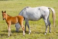 Horse with its son Royalty Free Stock Photo