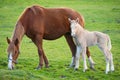 Horse with its son eating grass Royalty Free Stock Photo