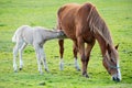 Horse with its son eating grass Royalty Free Stock Photo