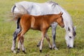 Horse with its son eating grass Royalty Free Stock Photo