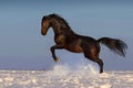 Horse jump Royalty Free Stock Photo