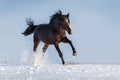 Horse jump Royalty Free Stock Photo