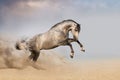 Horse jump in desert with dust