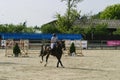 Equitation contest, horse jumping over obstacle