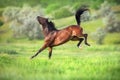 Horse jump and fun Royalty Free Stock Photo