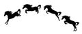 Horse jump motion phases black vector silhouette set Royalty Free Stock Photo