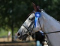 Horse jumping contest. Equestrian sports. Horsegirl sitting in saddle Royalty Free Stock Photo