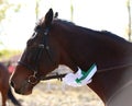 Horse jumping contest. Equestrian sports. Horsegirl sitting in saddle Royalty Free Stock Photo