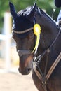 Horse jumping contest. Equestrian sports. Horsegirl sitting in saddle Royalty Free Stock Photo