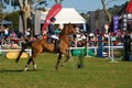 Horse jumping - Gareth Neill Royalty Free Stock Photo