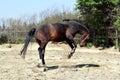 Horse jumping in paddock