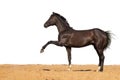 Horse jumps on sand on a white background