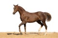 Horse jumps on sand on a white background