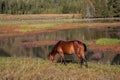 The Horse of the Kanas Royalty Free Stock Photo