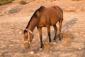 Horse in Karpaz Royalty Free Stock Photo