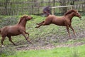 Horse kick out Royalty Free Stock Photo