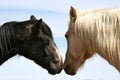 Horse Kiss Royalty Free Stock Photo