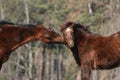 Horse kiss Royalty Free Stock Photo