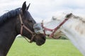 Horse kiss Royalty Free Stock Photo