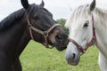 Horse kiss Royalty Free Stock Photo