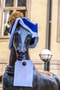 Horse in a knitted hat... Royalty Free Stock Photo