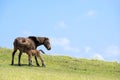 Horse lactating Royalty Free Stock Photo