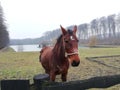 Horse on the lake