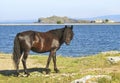 The horse on Lake Baikal.