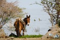 Horse at Lake Chapala, Mexico Royalty Free Stock Photo