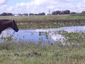 horse and lake