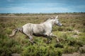 Horse in the land of Camargue Royalty Free Stock Photo