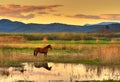 Horse in landscape Royalty Free Stock Photo