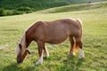 Horse landscape in green meadow Pyrenees Royalty Free Stock Photo