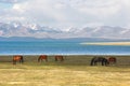 The horse in a large meadow at Song kul lake , Naryn of Kyrgyzstan