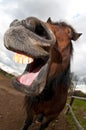 Horse laughing Royalty Free Stock Photo