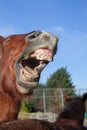 Horse laughing. Funny animal meme image of a horse neighing Royalty Free Stock Photo