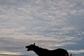 Horse Laughing Or Neighing In The Sunset In Front Of An Overcast