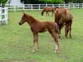 Horse on lawn, grazing land for horses, Foal