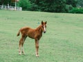 Horse on lawn, grazing land for horses, Foal